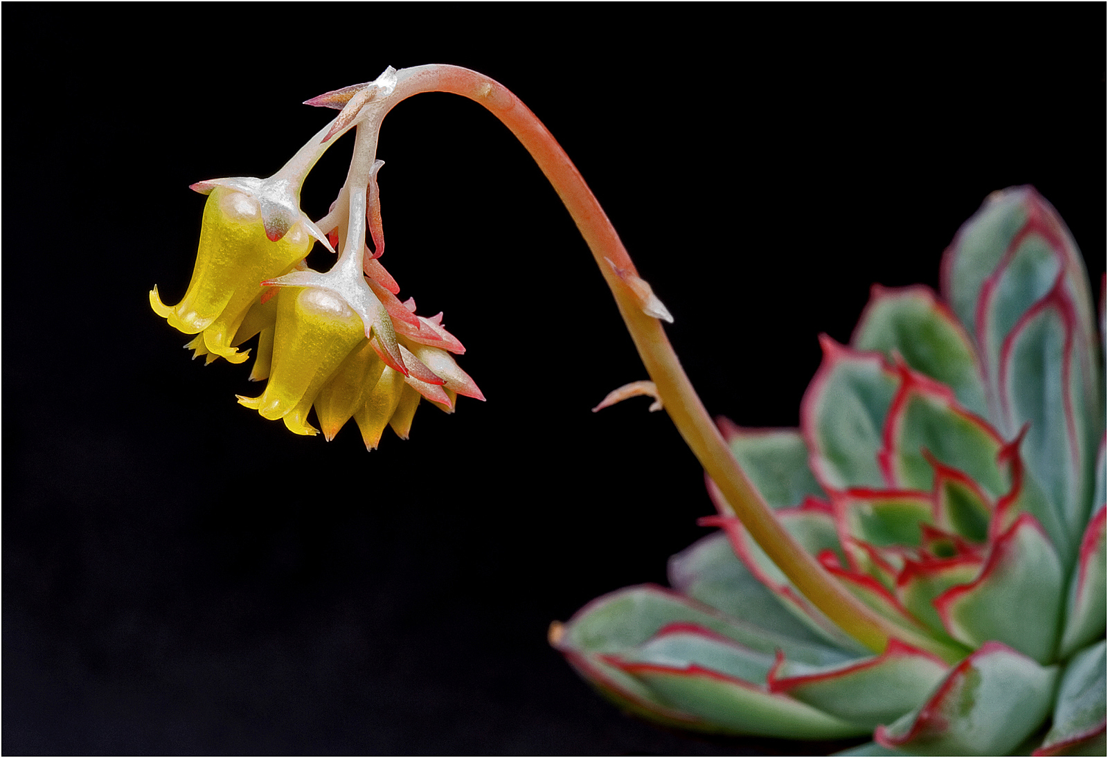 3rd Place - Gary Kenmir - Sempervivum Flower